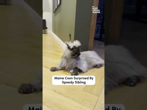 Funny Maine Coon Surprised By Sibling!