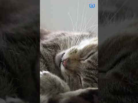 WHY CAT COVER THEIR FACE WHILE SLEEPING| Waggle