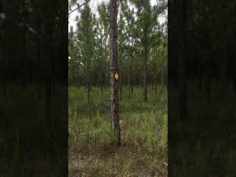 Hikes for beginners in Florida. Ralph E Simmons Florida State Forest