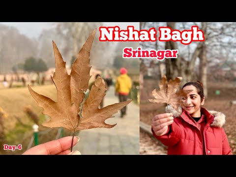 Kashmir Nishat Bagh 🍁| Shankaracharya temple Srinagar 🛕 #kashmirvalley #srinagar #nishatbagh #vlog