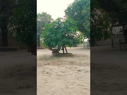 mango tree new plants | best shorts | viral shorts in youtube peg #mangotrees