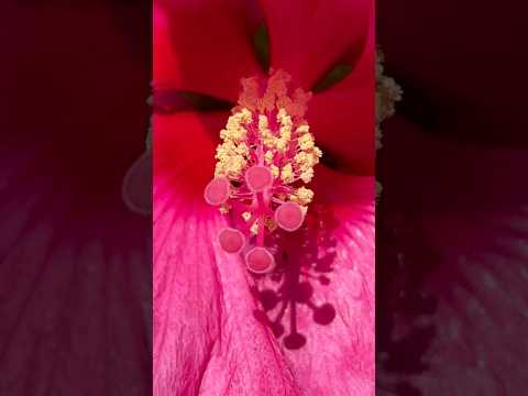 Hibiscus #partytimeforpollinators hibiscis #nature #homestead #flower