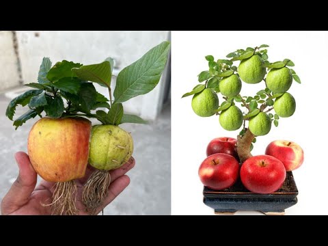 I’m shocked !! Wonderful result gauva and apple fruit together || Aloe harmonies ||