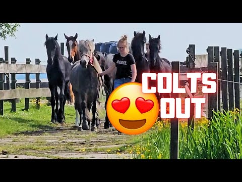 Wûnder and the colts out to the pasture!!! Yay! | Pony escapes! | Friesian Horses