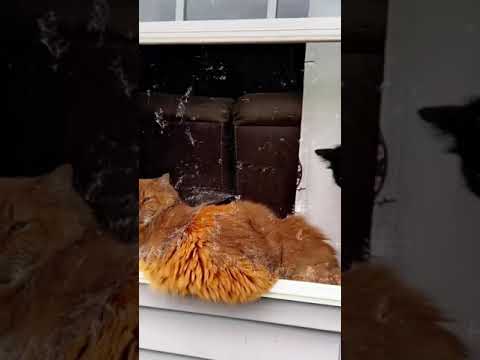 Hilarious Cat Tears Through Window Screen