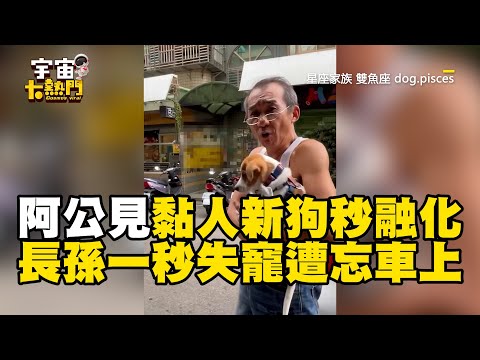 阿公見黏人新狗秒融化！「長孫」一秒失寵遭忘車上：我呢？