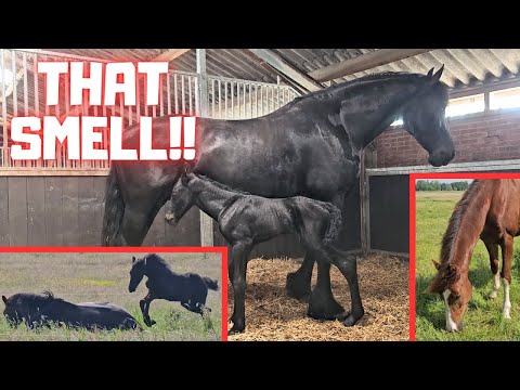 Can a human drink that? That smell!? Extra milk? | Friesian Horses