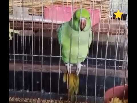 Most Beautiful Speaking Parrot in the world #parrot #birdslover #foryou #trending #speakingparrot