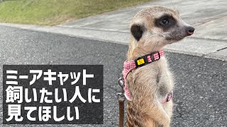 もうすぐ2歳…。ミーアキャットって、こんな急に性格が変わるの？！