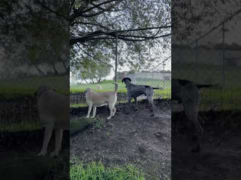 Dogs check in with the goats everyday! #shorts