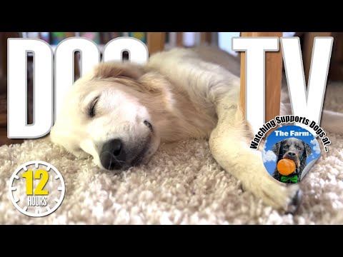 12 Hours Relaxing Music to Relieve Stress & Anxiety for Your Dog - Dog Videos for Dogs to Watch