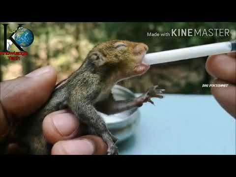 Squirrel baby ko dudh pilane ka tarika Gilahari ke bache ko dudh kaise pilaye || How to feed milk