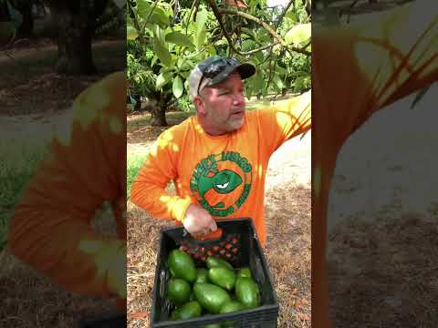 I picked 600lbs of avocado by hand #avocado #farmlife #tropicalfruit