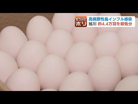 “エッグショック”再来への懸念　北海道では鶏4万4000羽の殺処分着手も価格への影響は限定的か…全国では今シーズン過去最多ペースで卵の価格に影響か