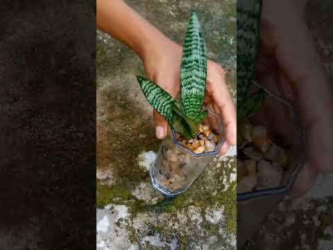 How to propagate snake plant in water. #shorts #snakeplant