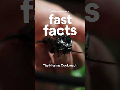 Fast Facts: The Hissing Cockroach