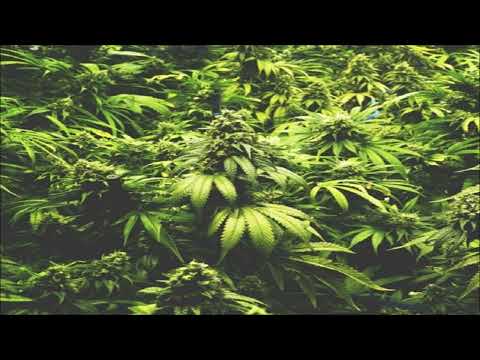 Al'kaman - Bonjour Le Cannabis (Latentek Remix)