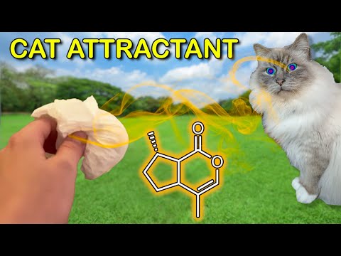 Making Cat Attractant (Nepetalactone)