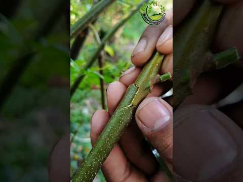 Skill Grafting fruits tree #nature #plantpropagation