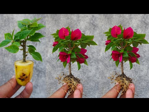 How to grow bougainvillea from cuttings with banana easy method