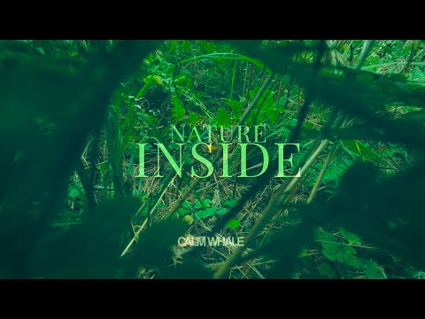 Energies from Nature - Shaman Drum Grounding Journey 🌳 Nature Inside [New Moon in Scorpio 2021]