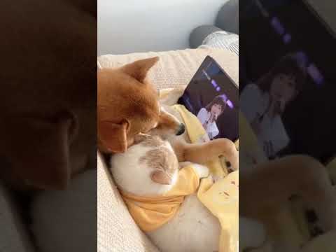 连修猫修狗都拒绝不了王心凌姐姐〜＃柴犬＃萌宠