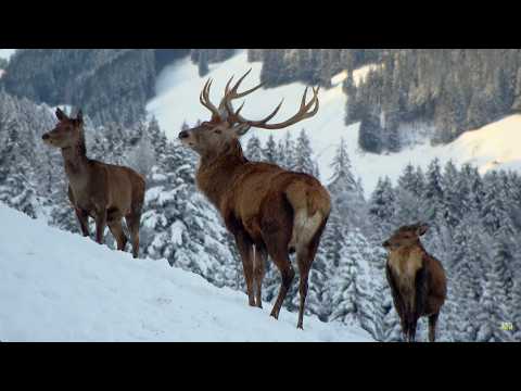 Christmas Winter Wonderland | Wildlife Documentary