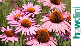 How to plant perennials