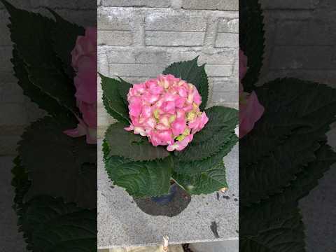 The pot of hydrangeas is small but the flowers are very large