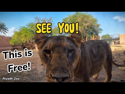 YOU WOULDN'T BELIEVE THIS IS FREE! The iconic RIYADH ZOO!!!