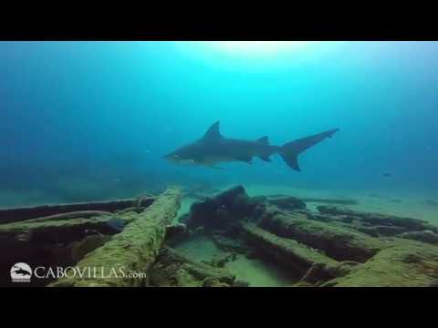 Diving at Cabo Pulmo