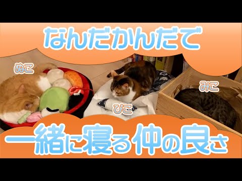 【DaiGo】ぬこさん、みこさん、ピコさんを眺めるだけのまったり動画になります【切り抜き】※良かったら今後も猫動画を併せて投稿しますので良ければコメントや評価で感想お願いします!