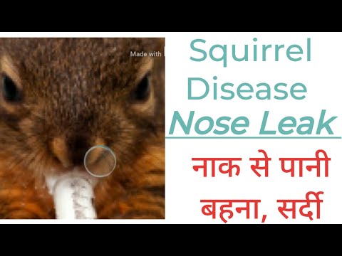 Squirrel Desease - Nose Leak