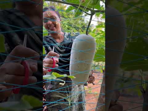 വീട്ടിലെ കുമ്പളം വിളവെടുപ്പ് | Ash Gourd Harvesting