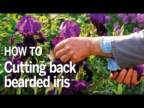 How to cut back bearded iris | Troy Scott Smith from Sissinghurst on how to care for bearded irises