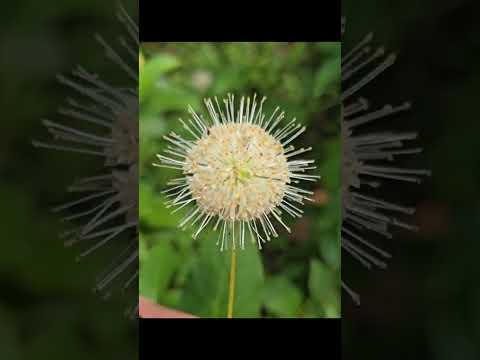 the sun orb flower #organic #nature #viral #fyp #plants #flower #flowers #blossom