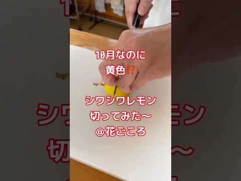 わーいレモンが黄色…あれ？小さい？スカスカ？季節的にもまだ早いので、中身をチェックしてみました！#shorts #レモン