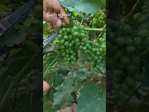 Thinning Grapes # grapes #shotrs #gardening