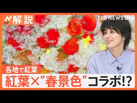 東京でもようやく紅葉　全国の紅葉の色づきマップ、紅葉×“春景色”コラボ！？【Nスタ解説】｜TBS NEWS DIG