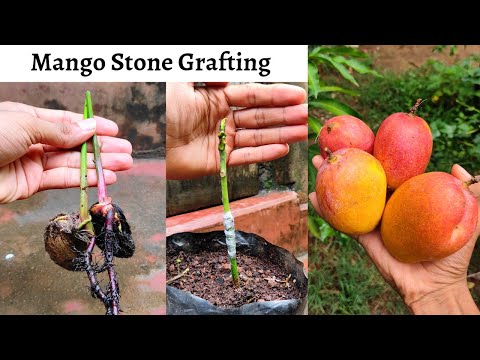 Mango stone grafting / best technique for mango grafting #stonegrafting