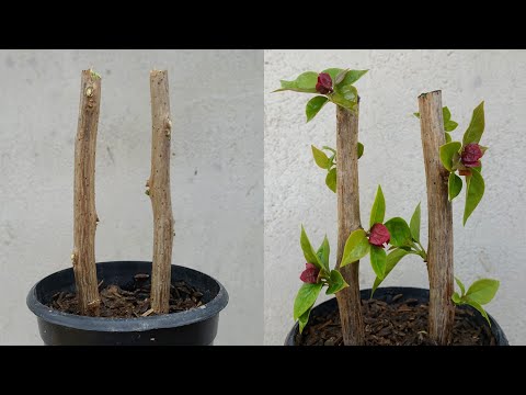 Grow Bougainvillea Plant From Cuttings - Simple Method