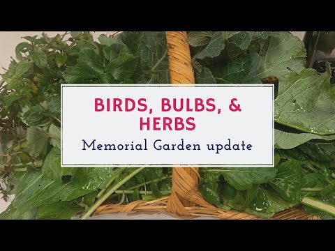 Memorial Garden , Herb Drying, Bulbs and Birds