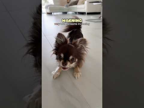 Unbelievable Dog Screams that will Chill You 😰🔊/ Raise your hand if you're terrified now 🙋