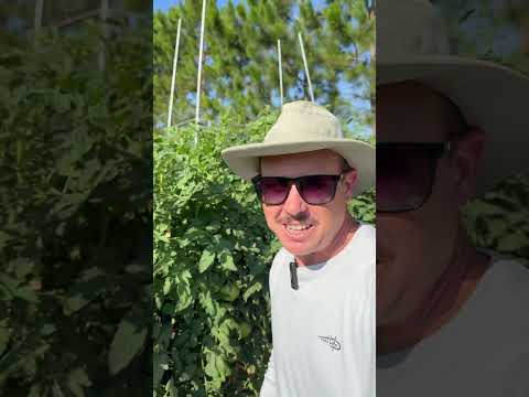 Does Shade Cloth Really Help Tomatoes?