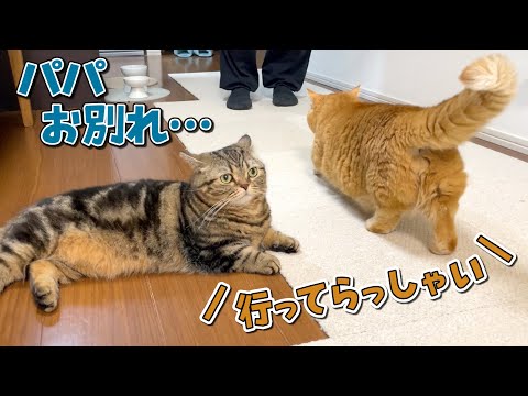 パパをお見送りするかと思いきや、まさかの行動に出た猫が可愛すぎた！笑