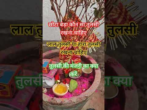 तुलसी मंजरी #panditpradeepmishrakeupay #upay #upaay #katha #pradeepmishrakeupay #vastu #tulsi #yt