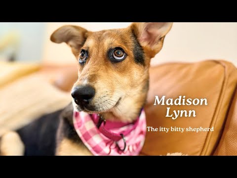 Madison Lynn, the little shepherd cuddle puppy!