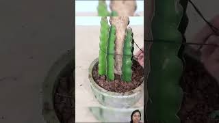 dragon fruit plants #growingfruits #trending #viralvideo