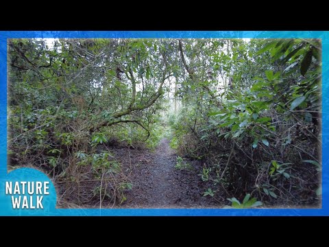 This forest trail will relax your mind and sooth your soul (Nature Visualizer)