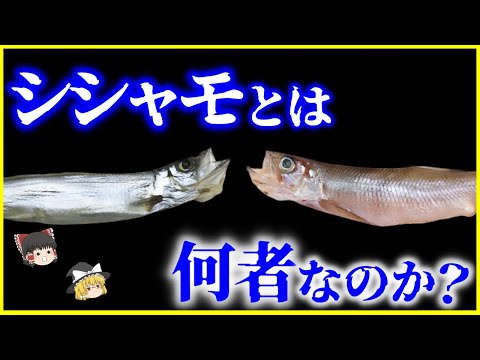 【ゆっくり解説】偽物？本物？「ししゃも」とは何者なのか？を解説